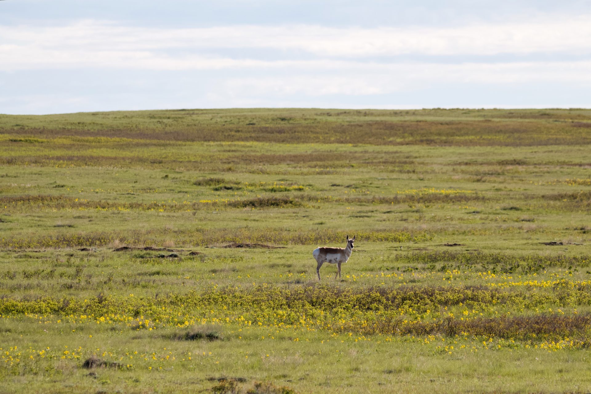 Pronghorn in the prairies