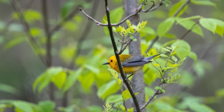 Lake Erie Spring Migration Trip Report (May 5 - 13, 2024)