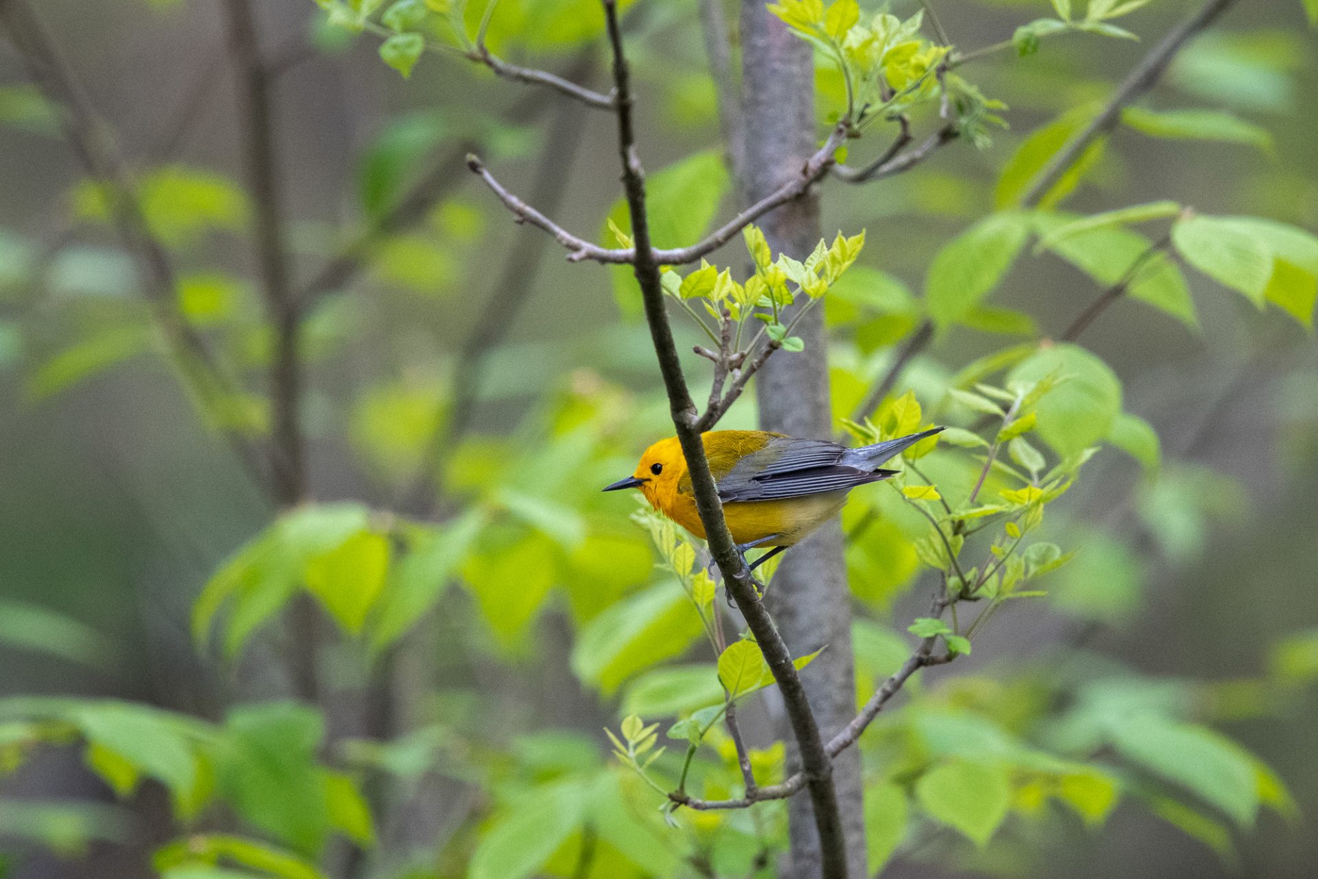 Prothonotary Warbler