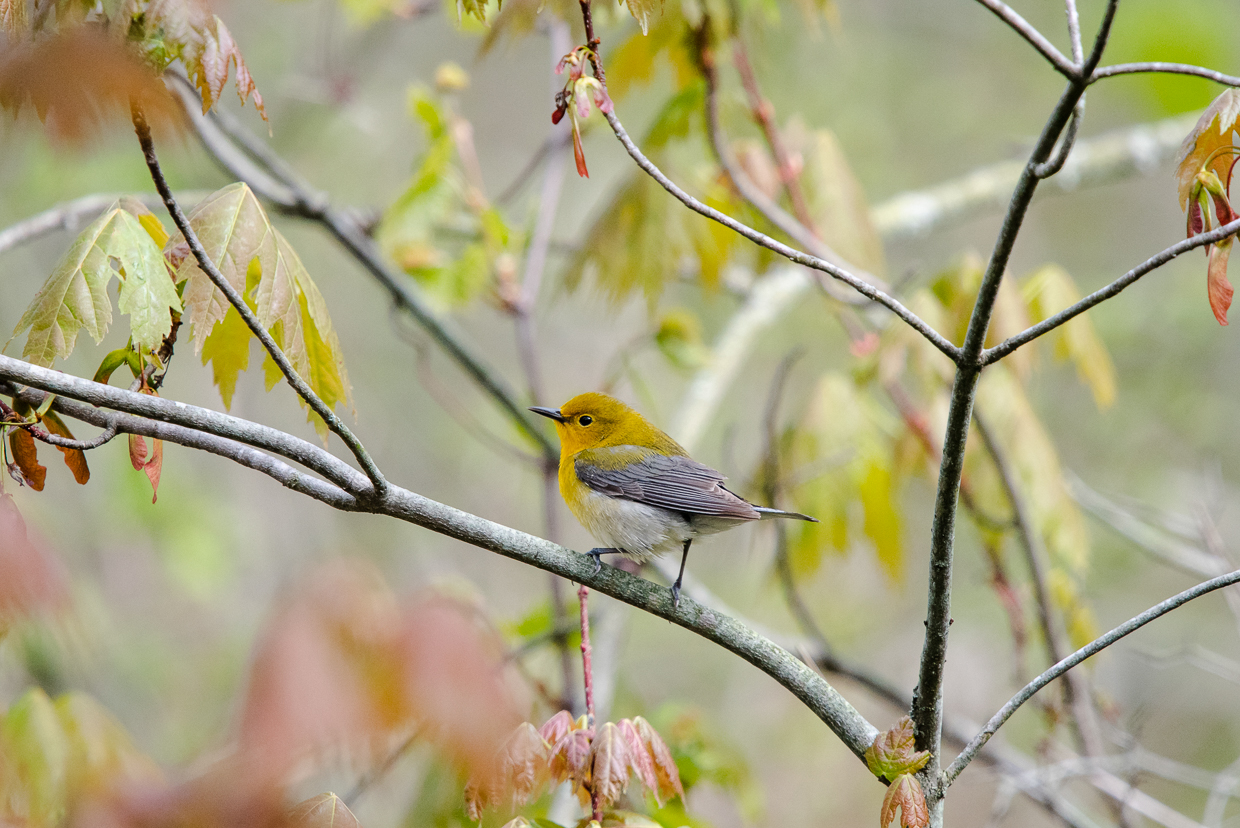 Prothonotary Warbler, female