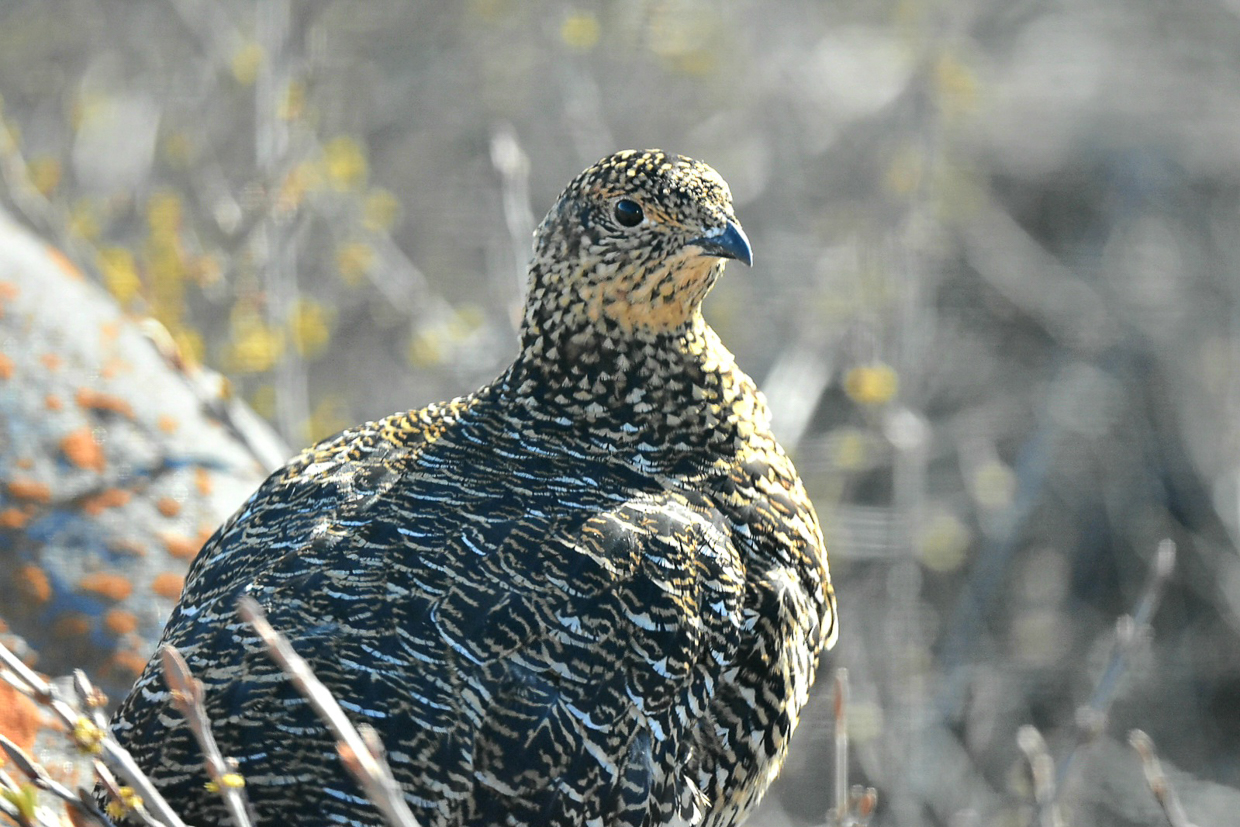 Willow Ptarmigan female
