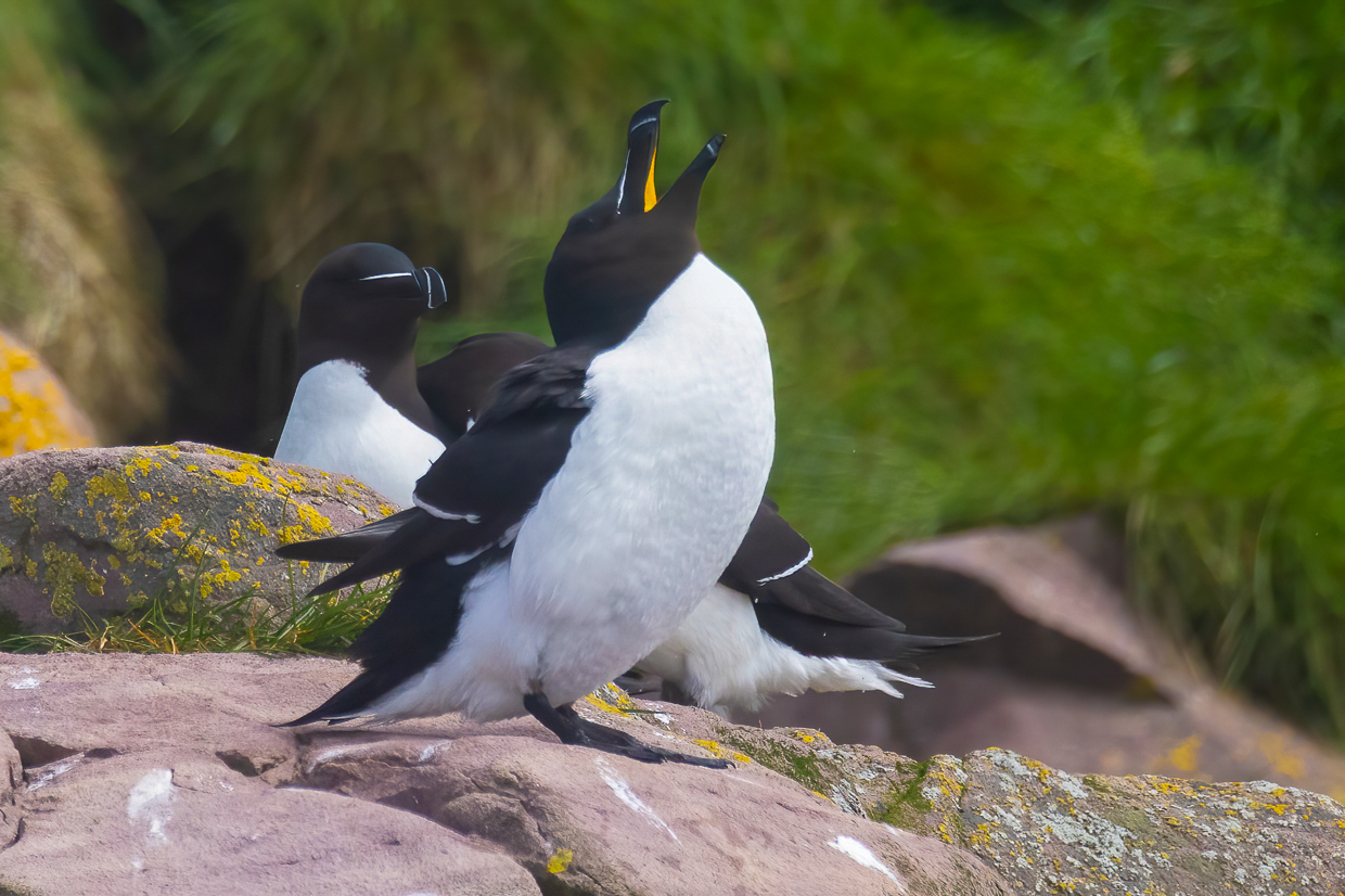 Razorbill, Gull Island