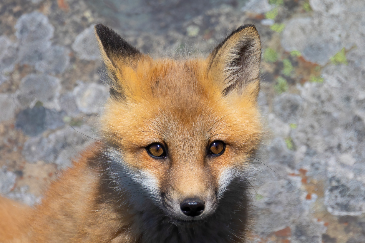 Red Fox, Cape Bonavista