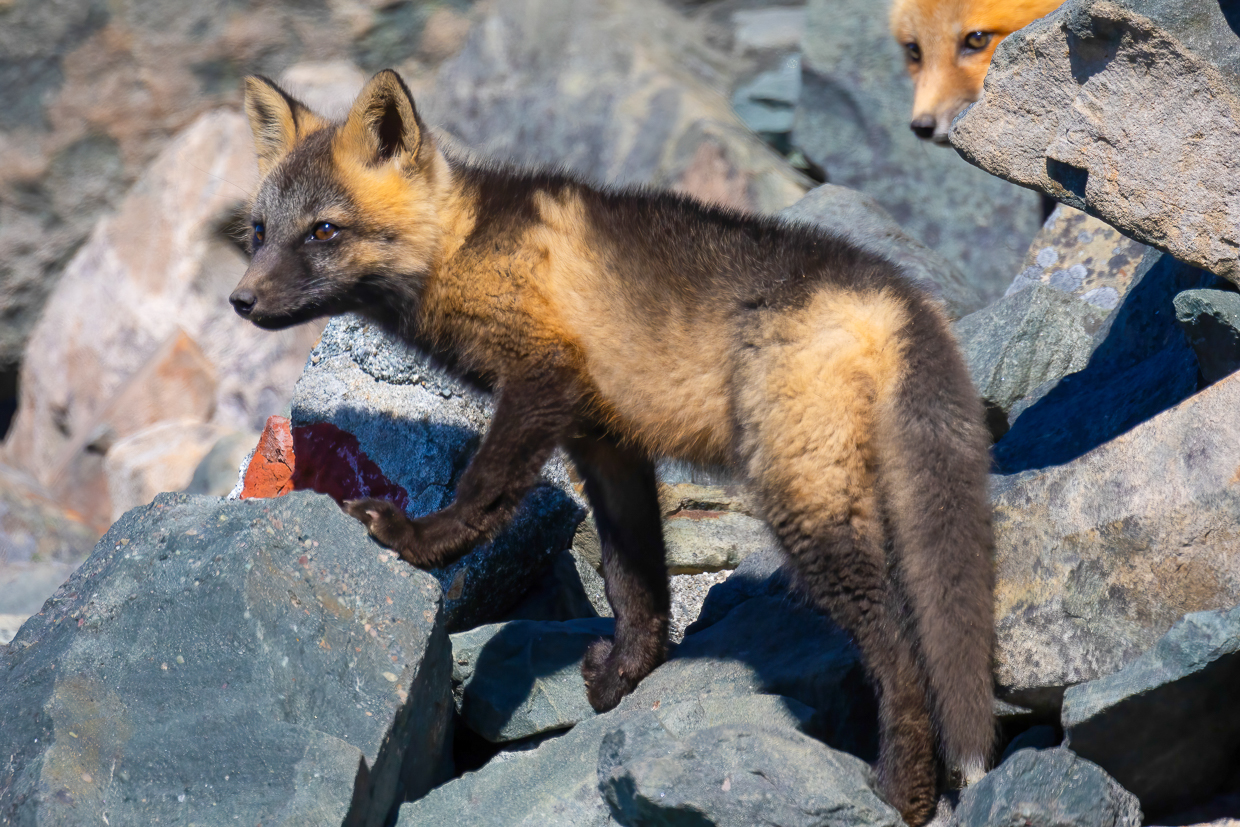 Red Fox, Cape Bonavista