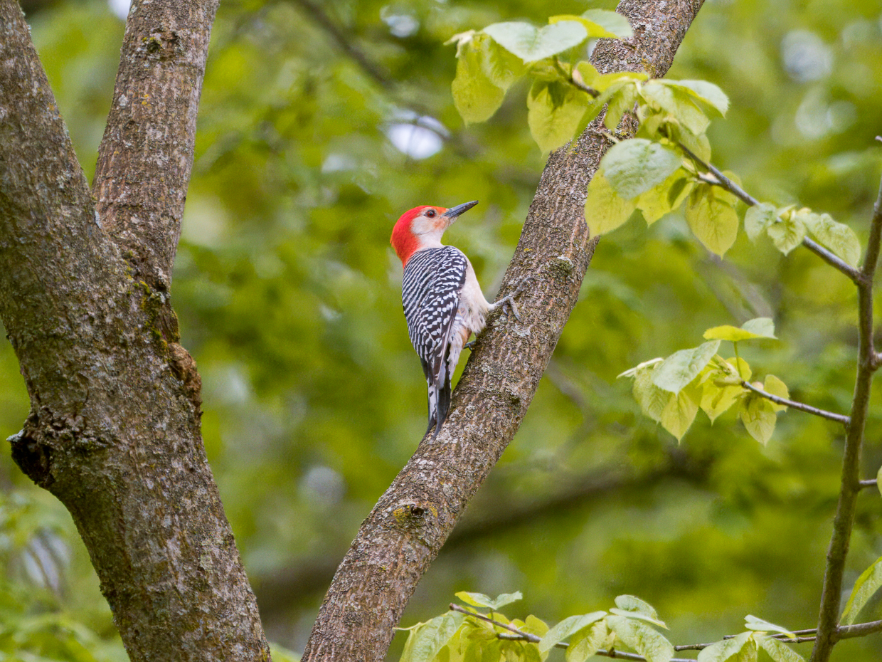 Red-bellied Woodpecker