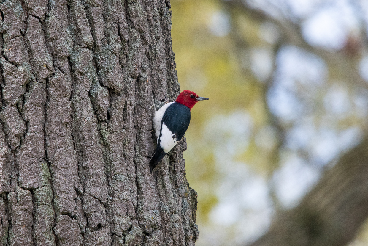 Red-headed Woodpecker