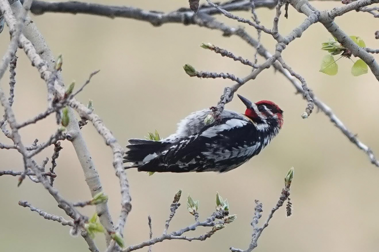 Red-naped Sapsucker