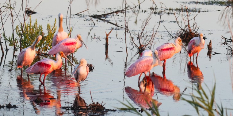 Texas Spring Migration Trip Report (Apr 13 - 21, 2024)
