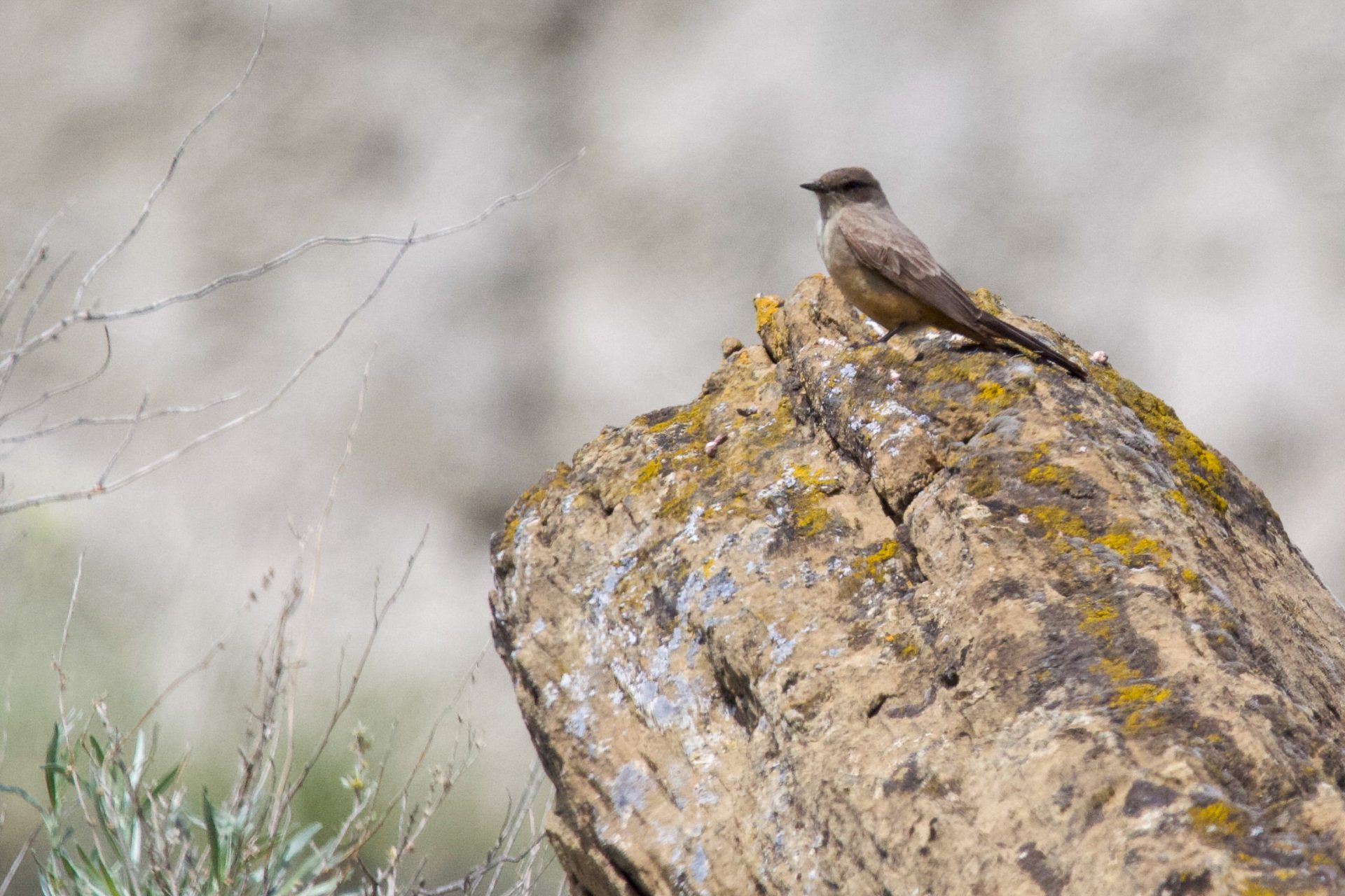 Say's Phoebe