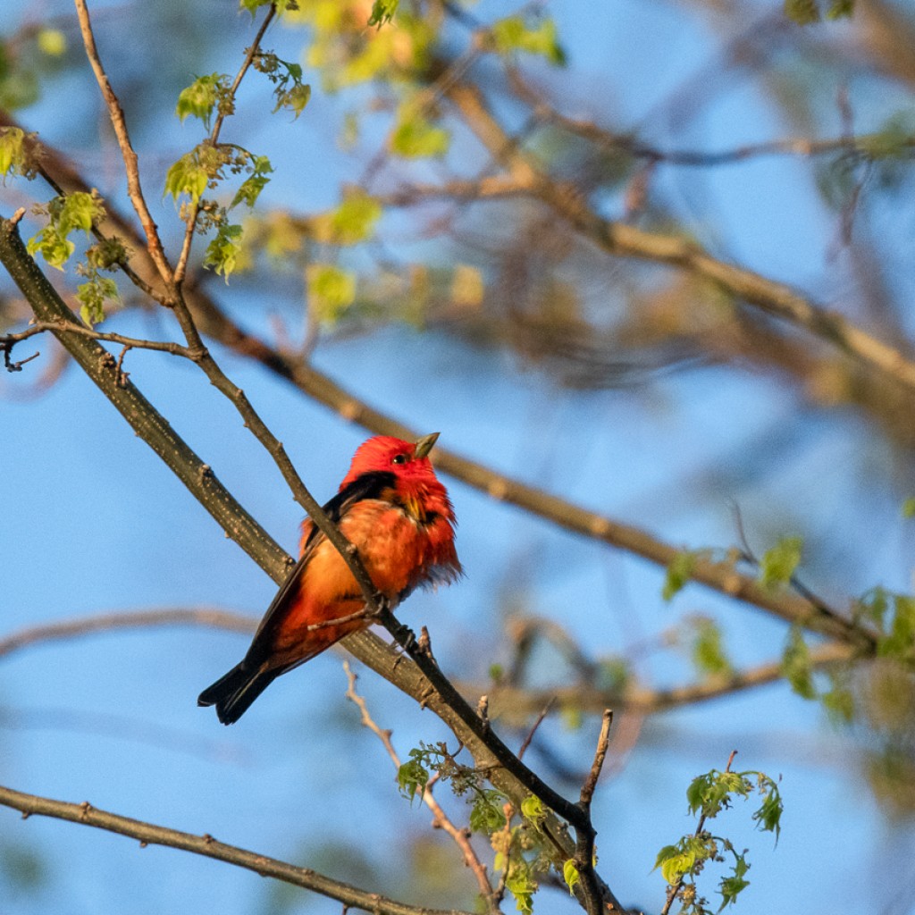 Scarlet Tanager