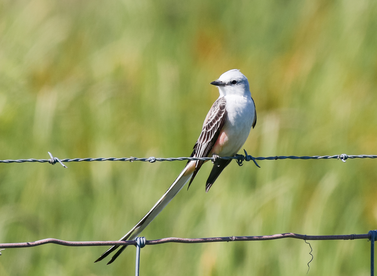 Scissor-tailed Flycatcher