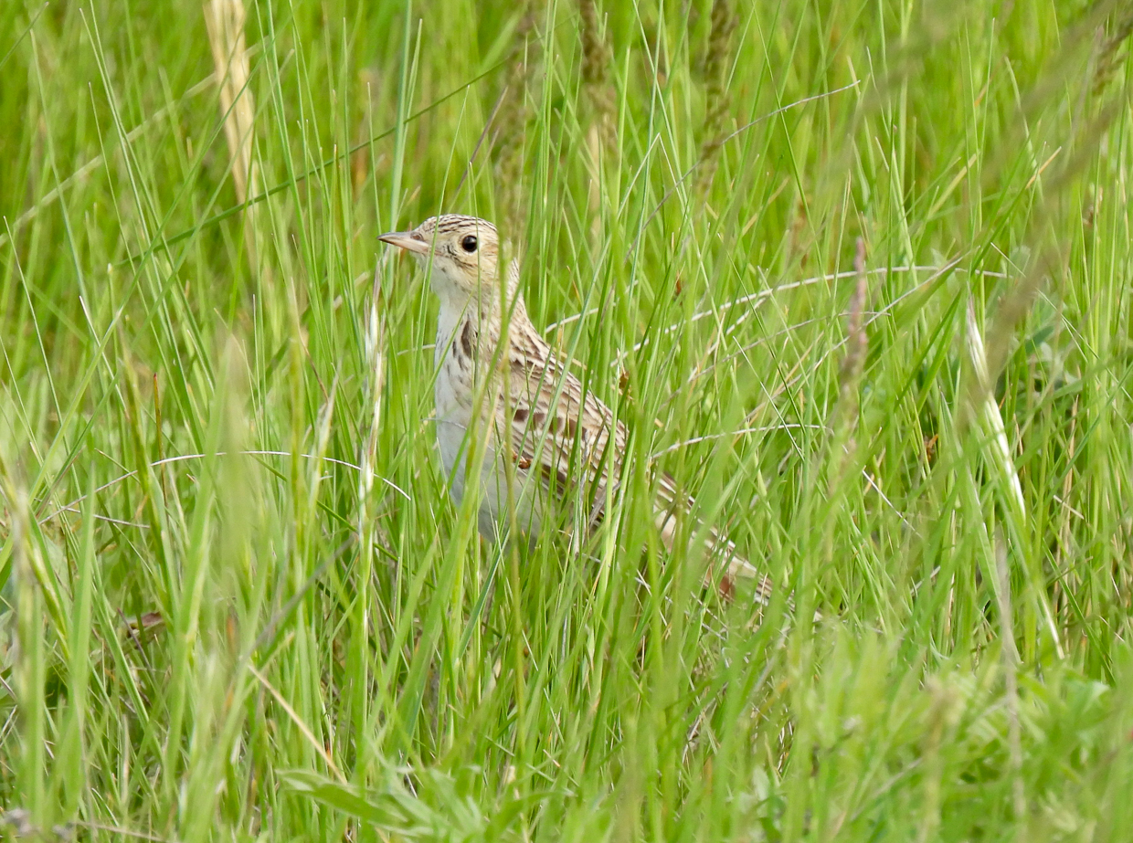 Sprague's Pipit