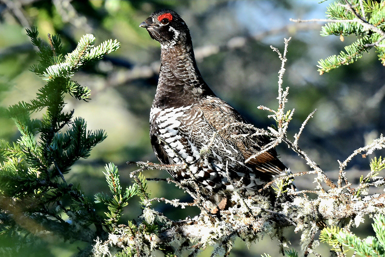 Spruce Grouse