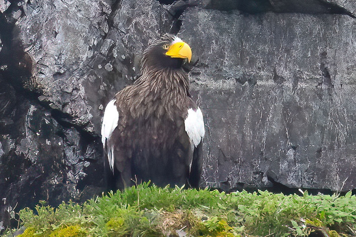 Stellar's Sea Eagle