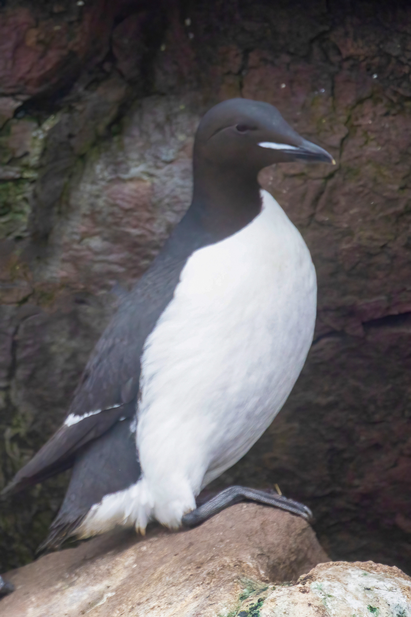 Thick-billed Murre, Gull Island