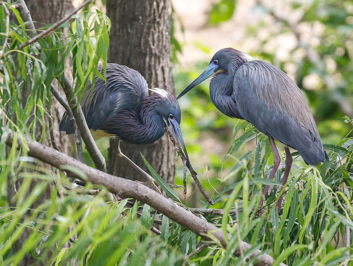 Tricolored Herons