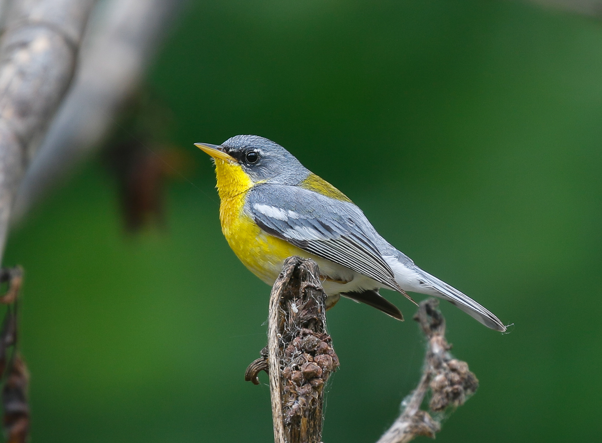 Tropical Parula hybrid