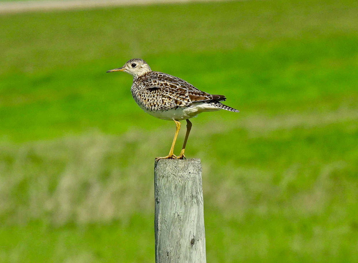 Upland Sandpiper