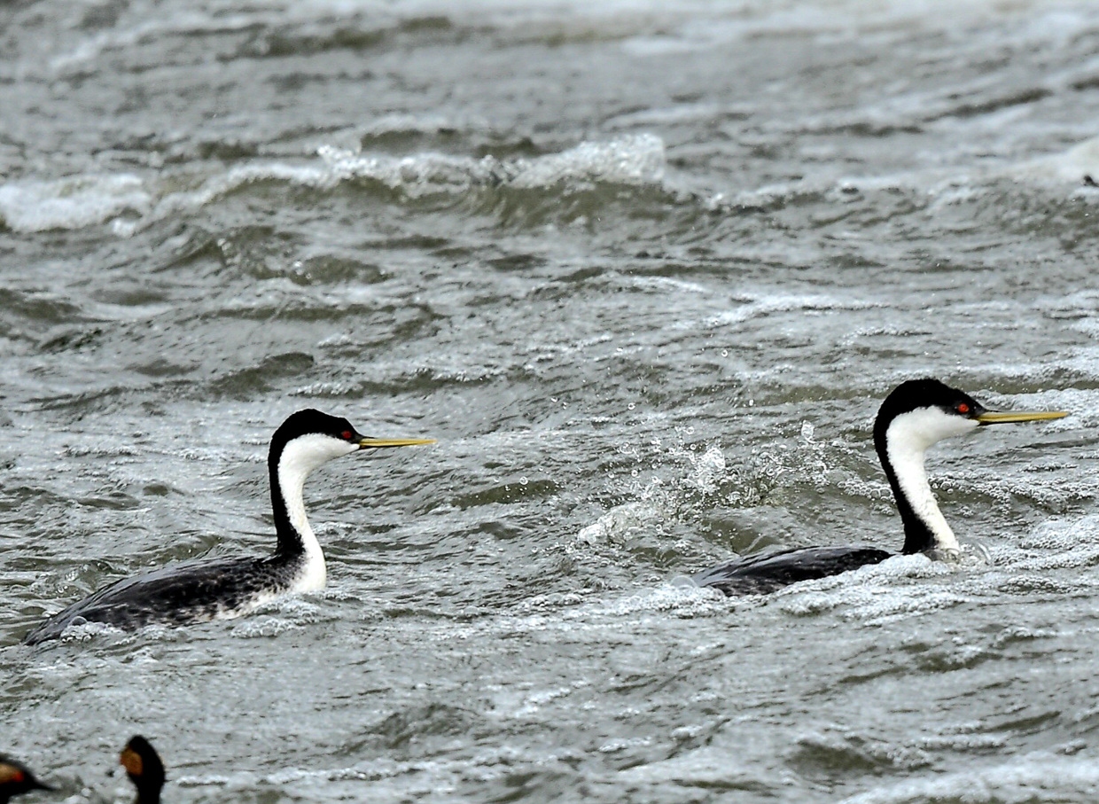 Western Grebes