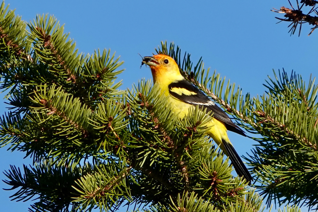 Western Tanager