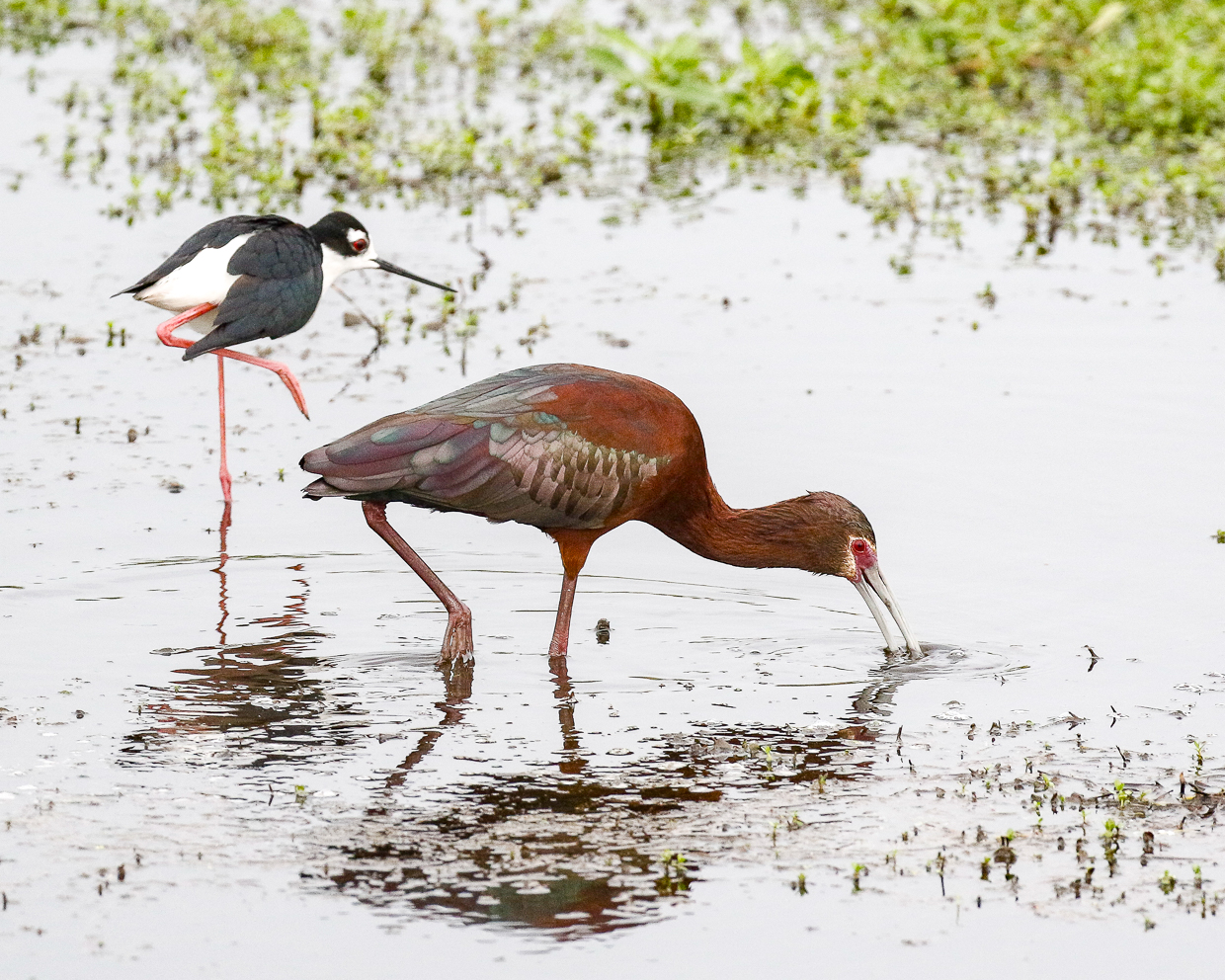 White-faced Ibis and Black-necked Stilt