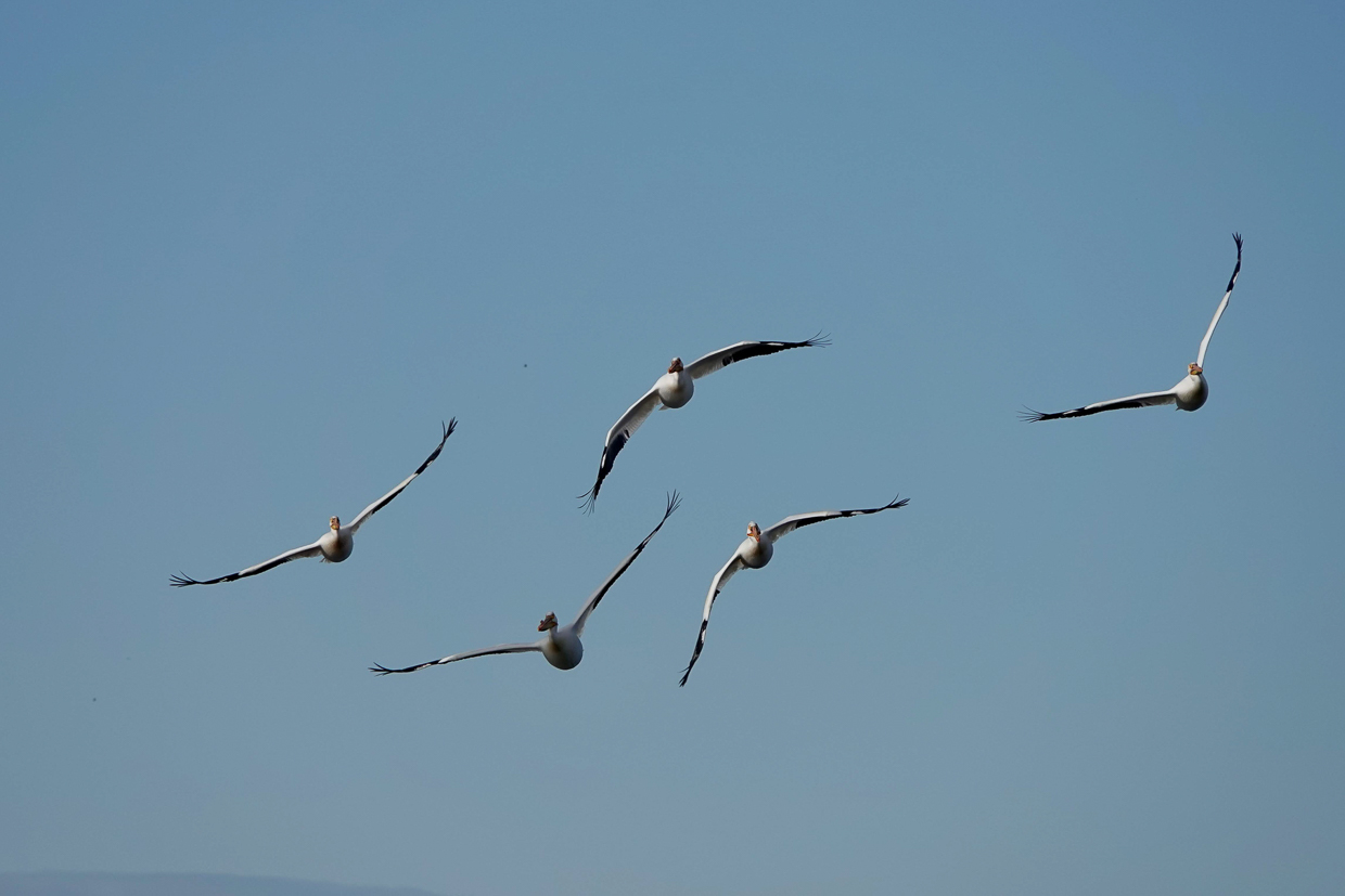 White Pelicans