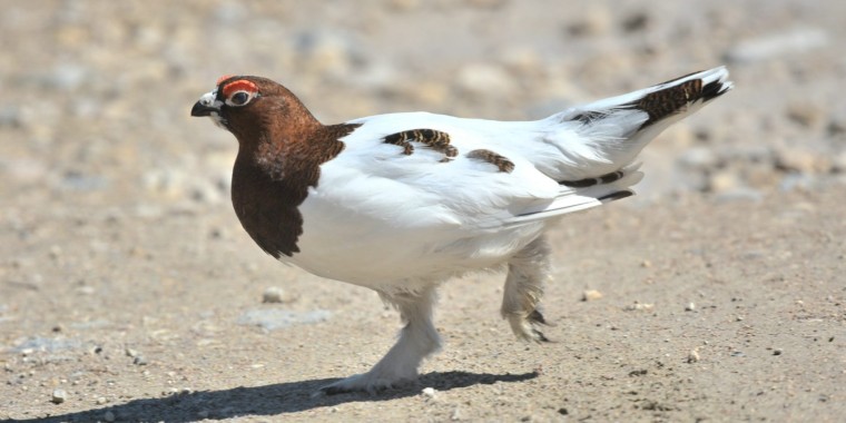 Churchill & Southern Manitoba Trip Report (June 2024)