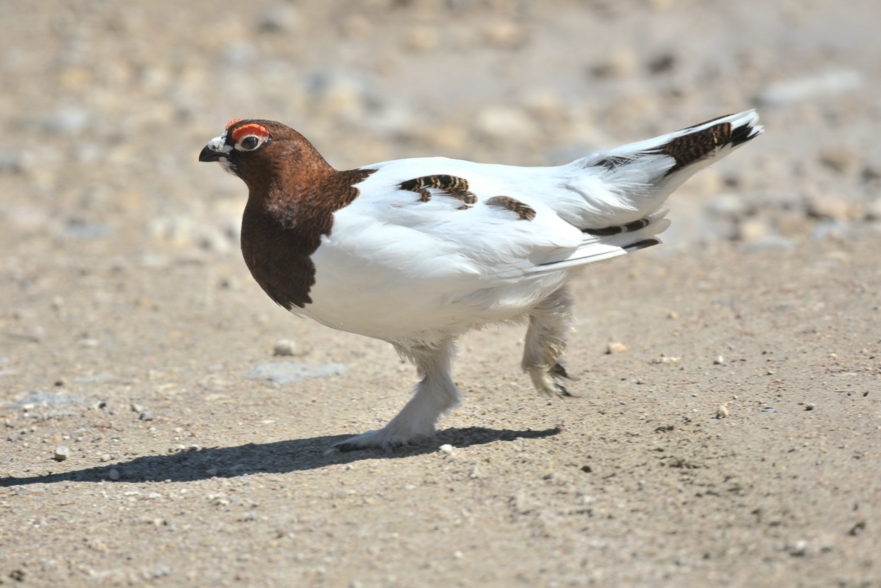 Willoow Ptarmigan