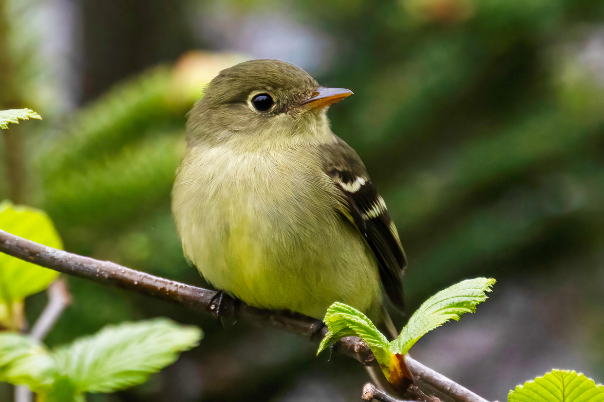 Yellow-bellied Flycatcher