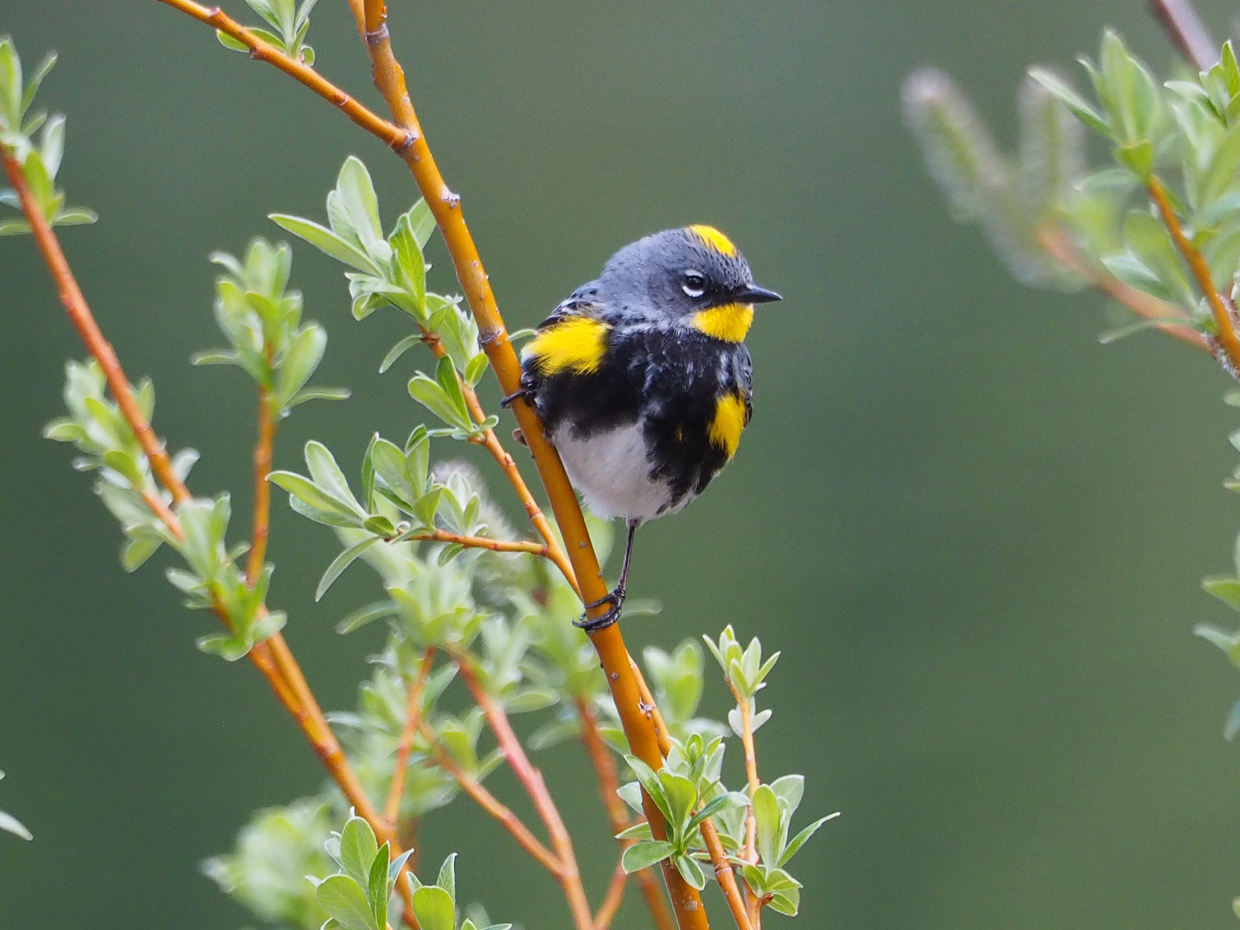 Yellow-rumped Warbler (Audubon subspecies)