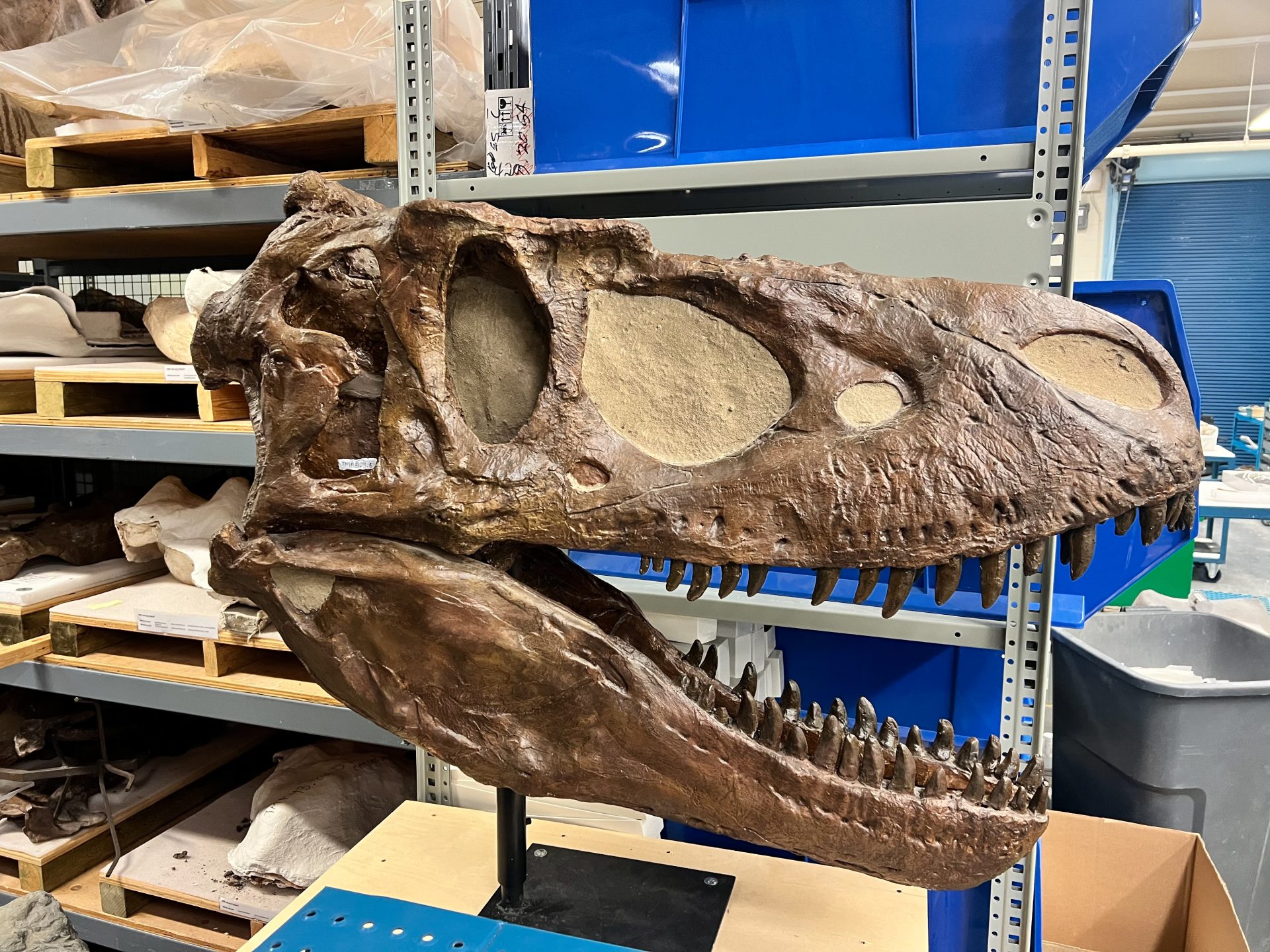 Daspletosaurus Skull