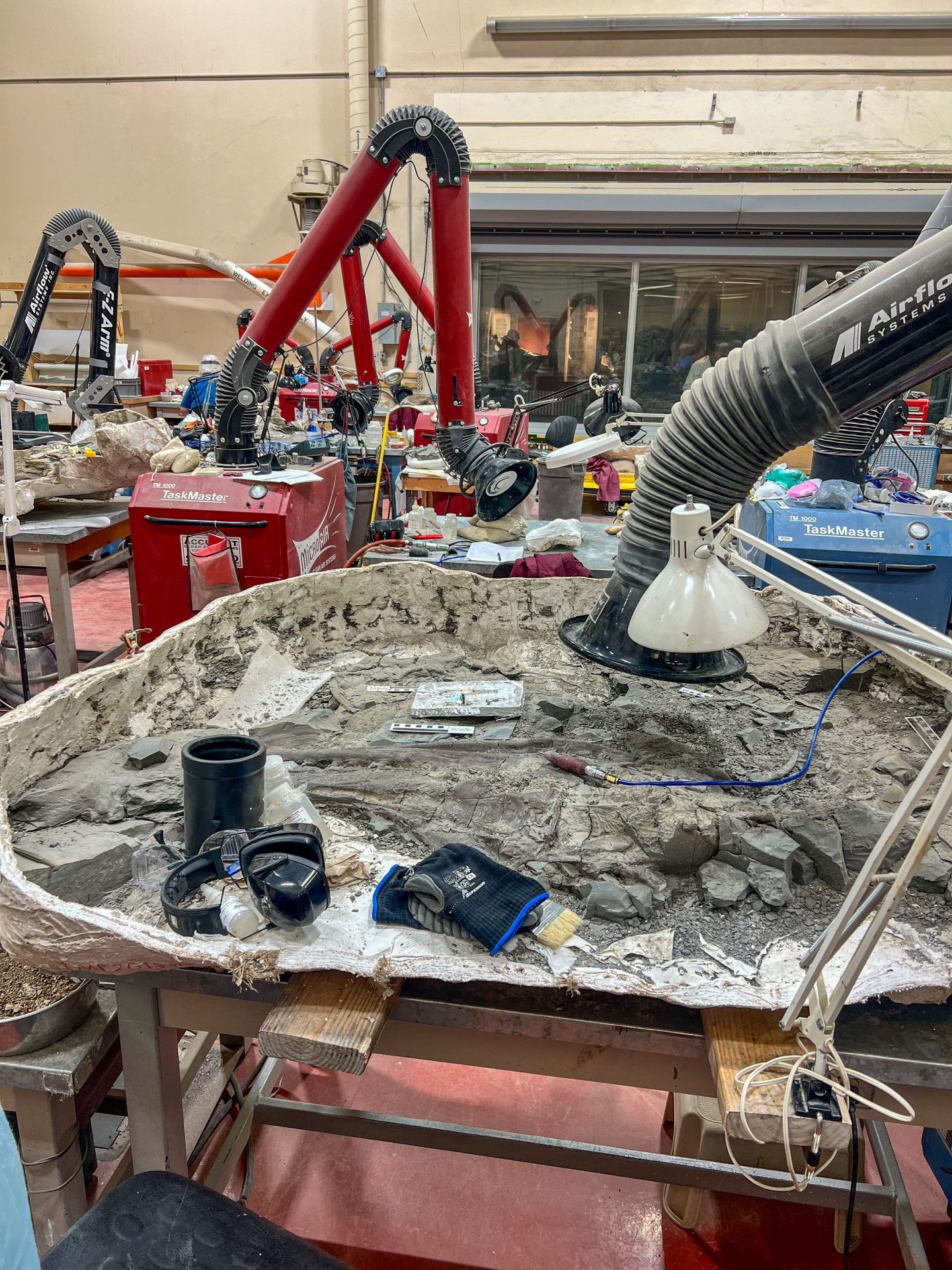 Working on Mosasaur fossils