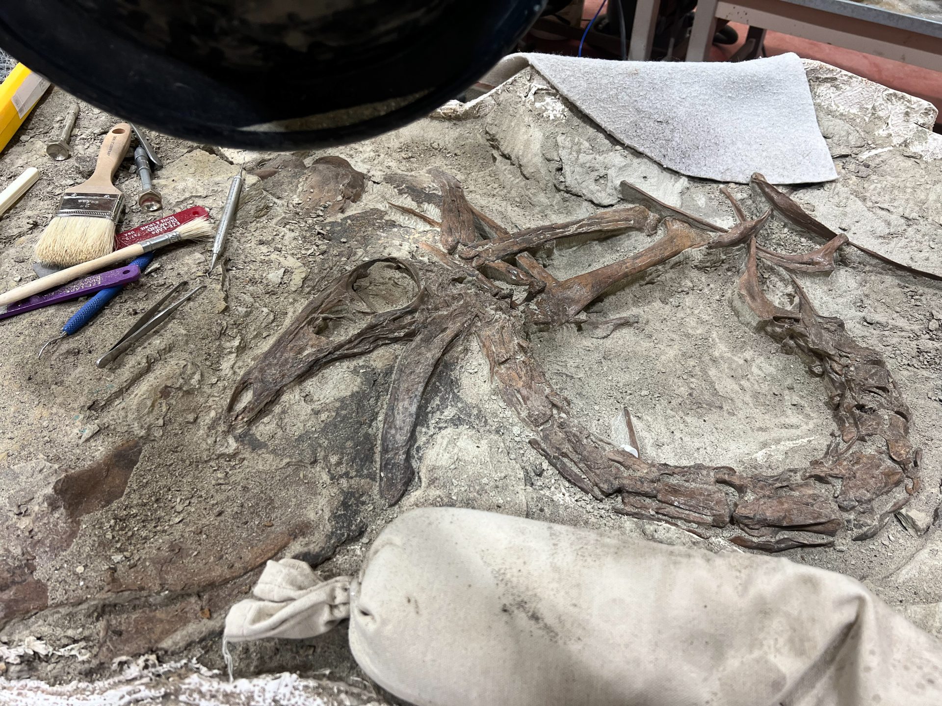 Ornithomimid fossil