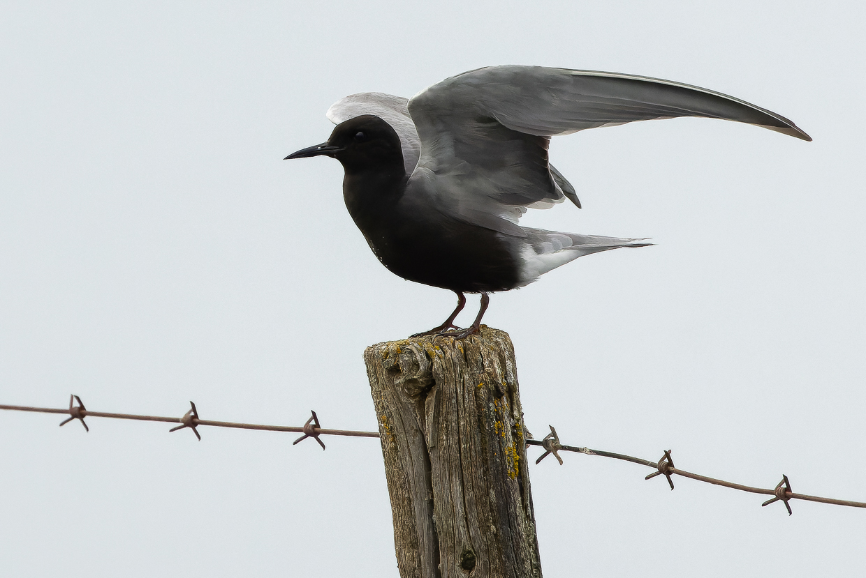 Black Tern