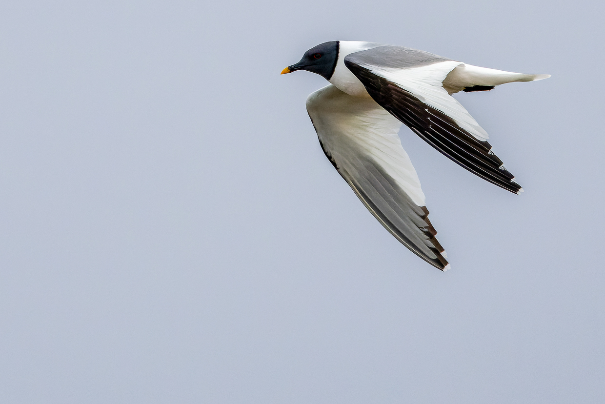 Sabine's Gull