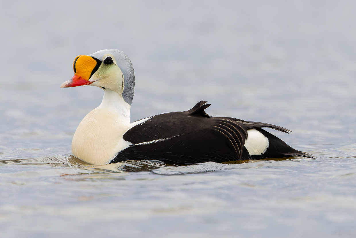 King Eider