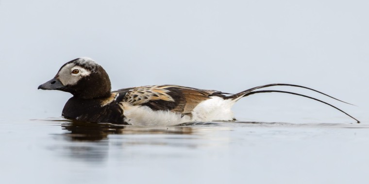 High Arctic & Northwest Territories (Jun 29 - Jul 9, 2024)