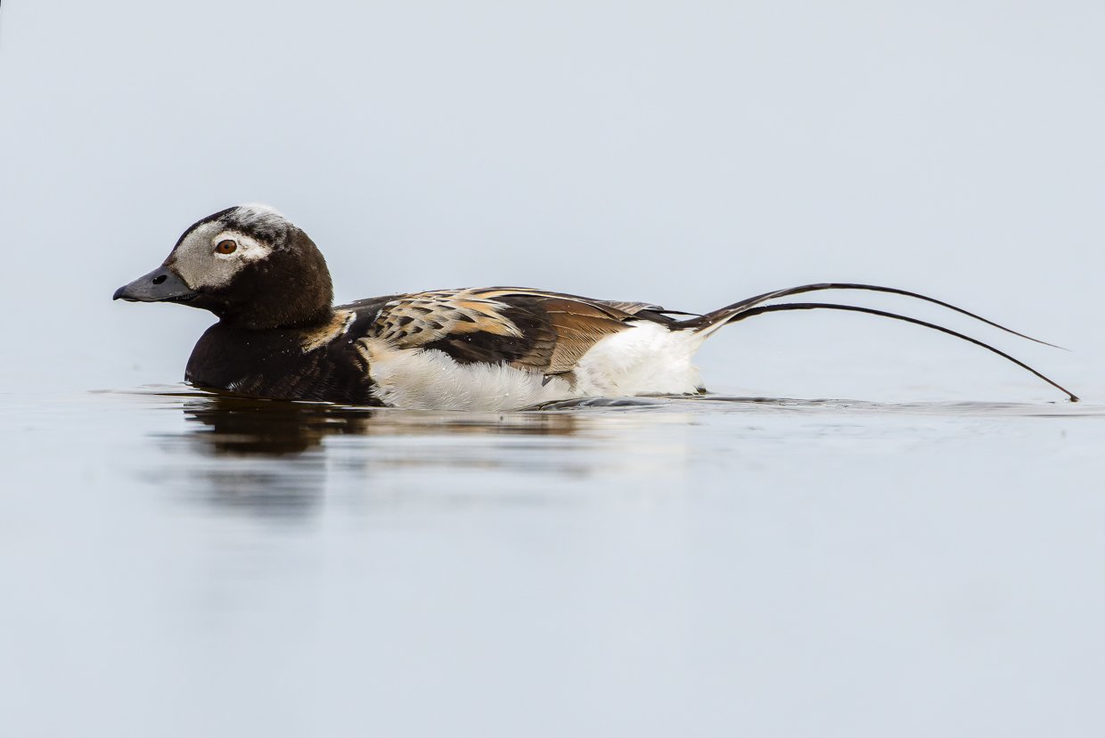 Long-tailed Duck