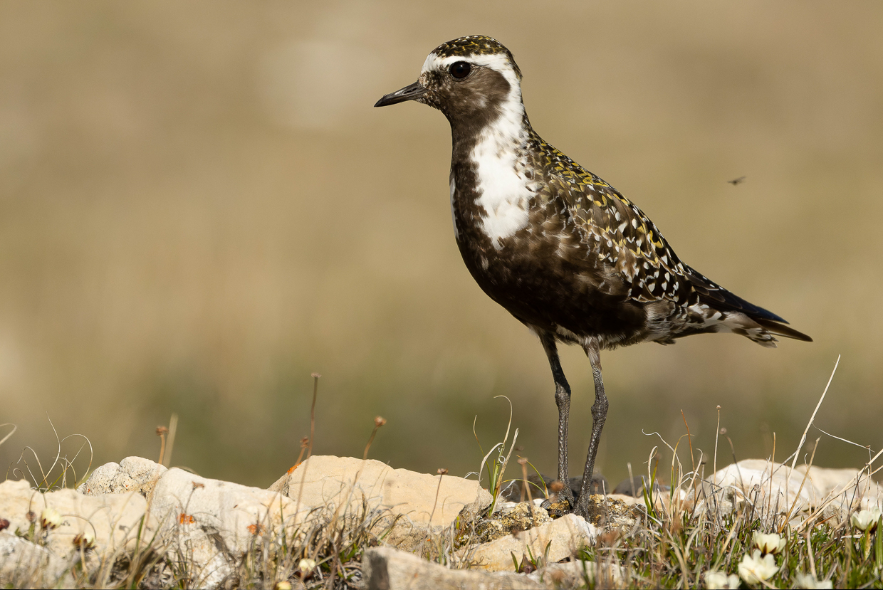 American Golden-Plover