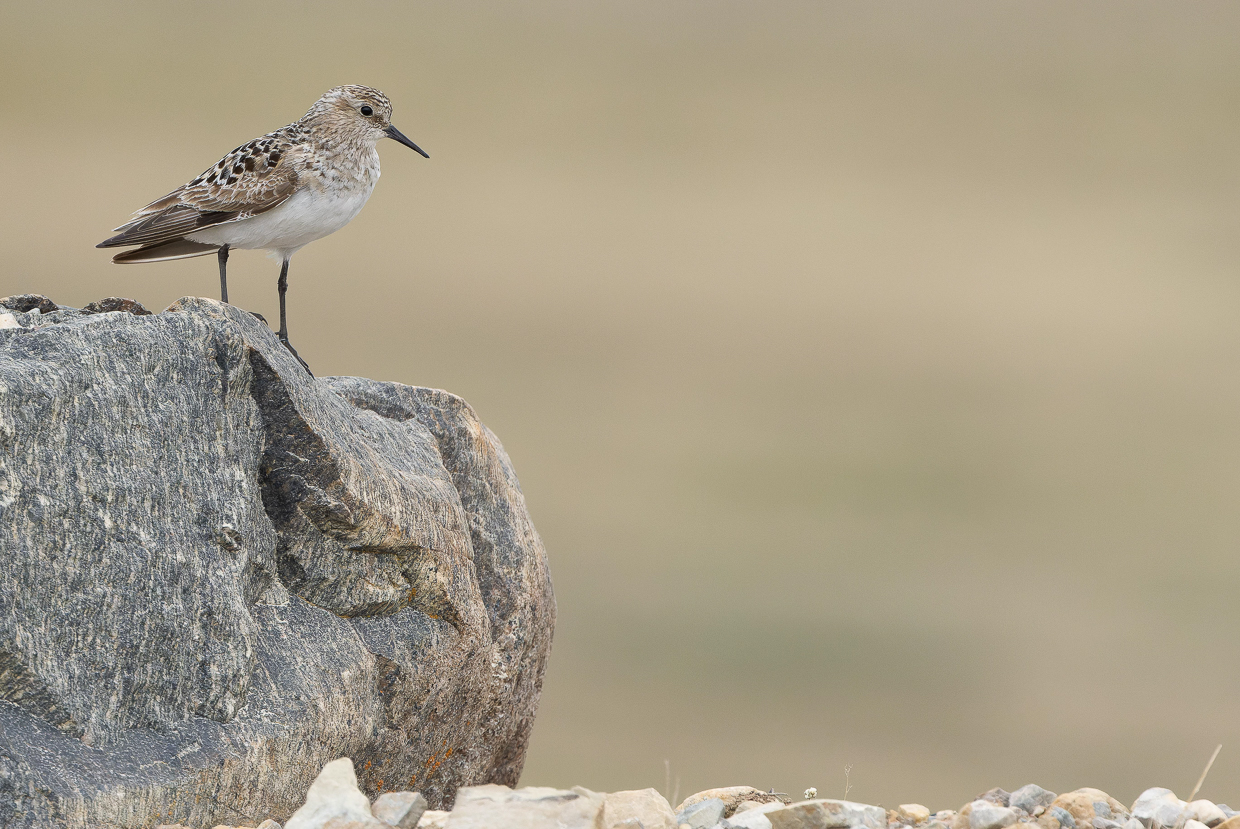 Baird's Sandpiper