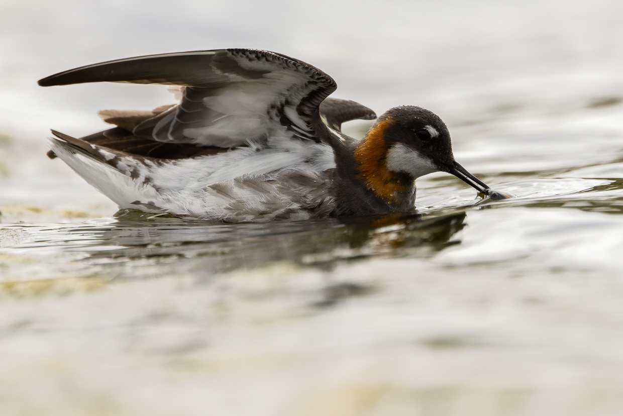 Red-necked Phalarope