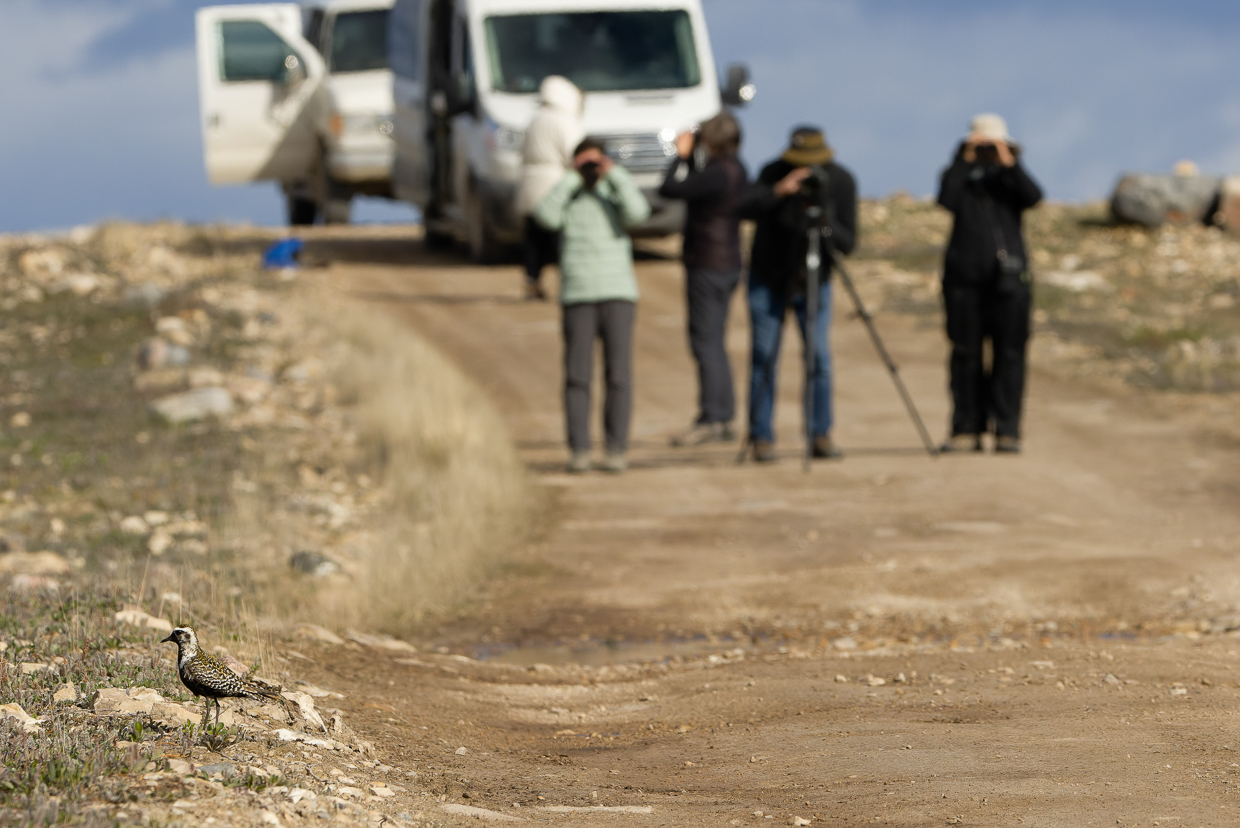 Birding group looking at American Golden-Plover