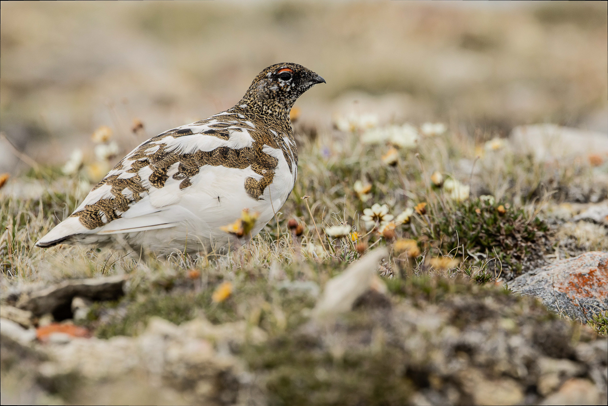 Rock Ptarmigan