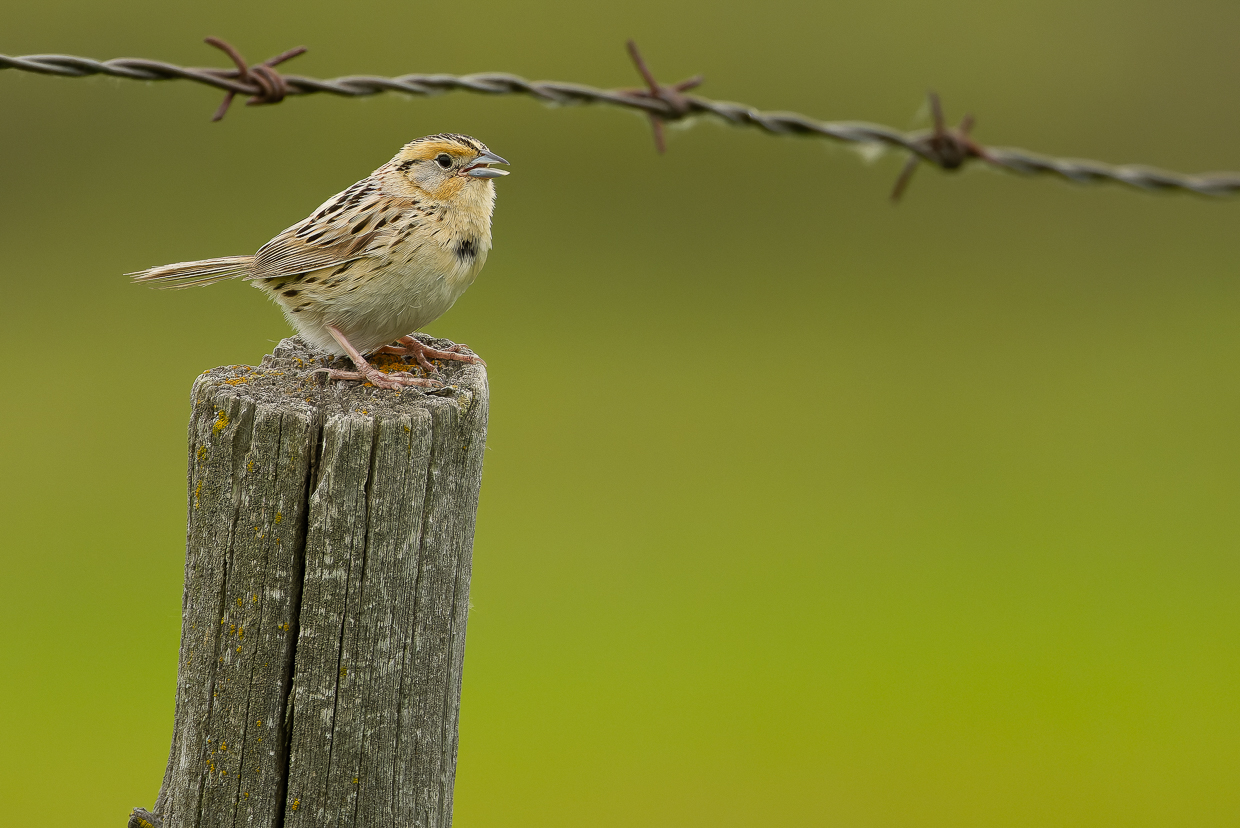 LeConte's Sparrow