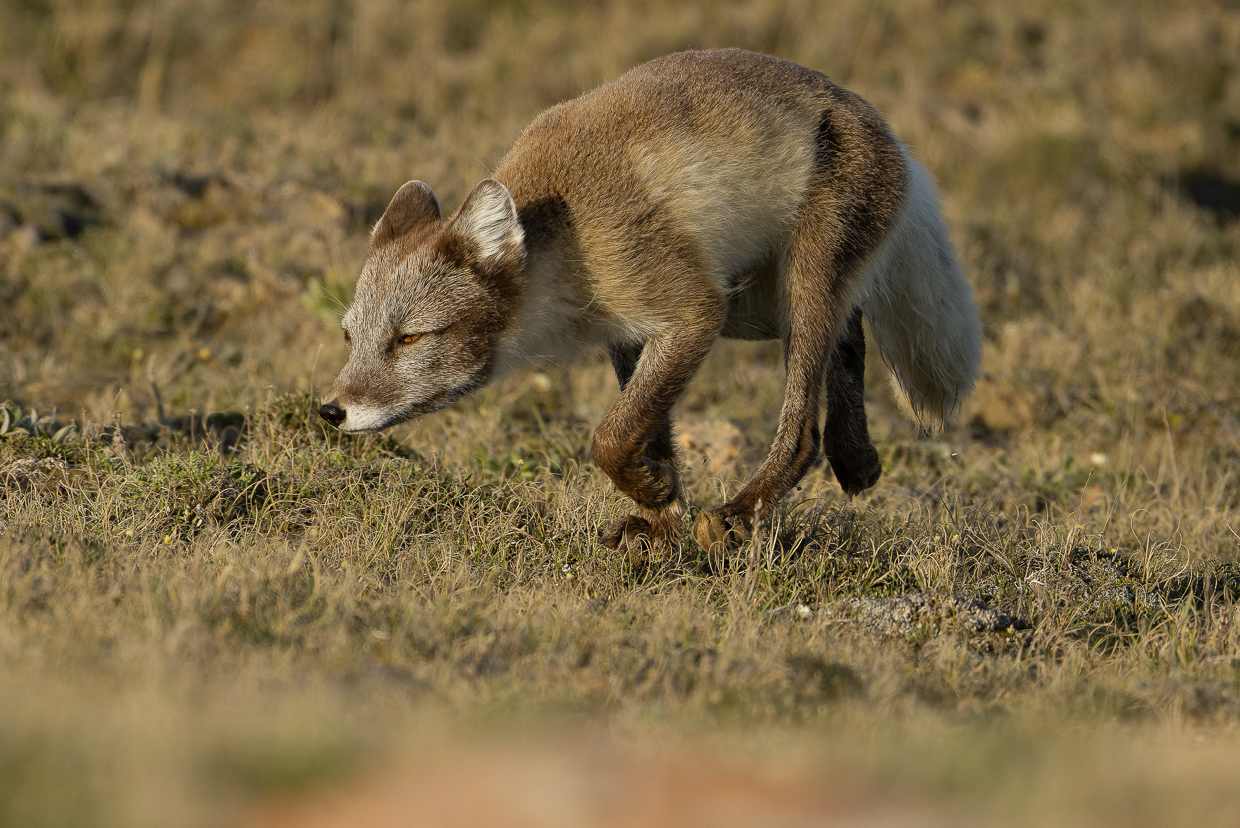 Arctic Fox