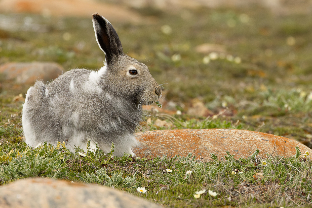 Arctic Hare