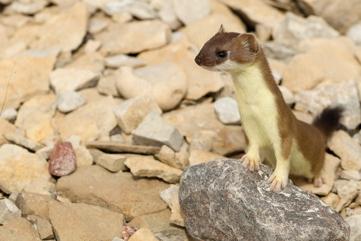 Eurasian Stoat