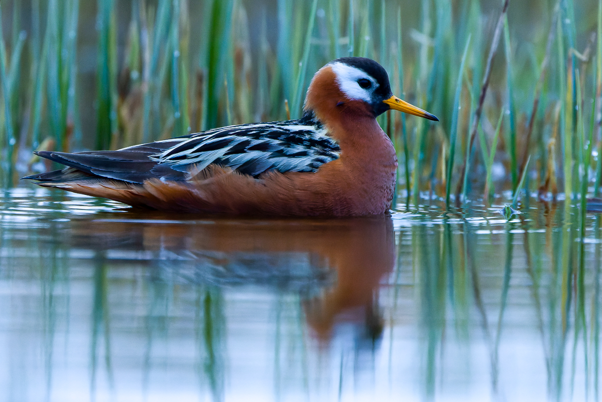 Red Phalarope