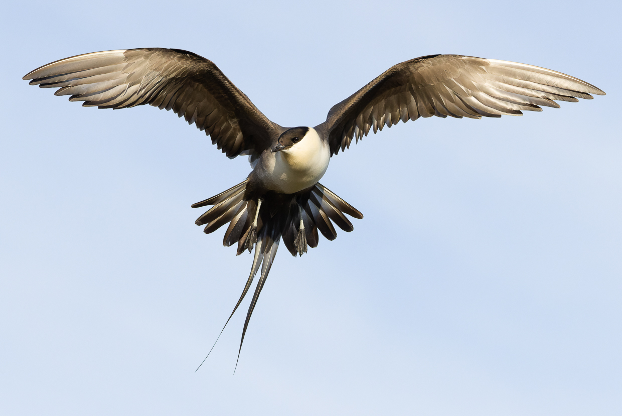 Long-tailed Jaeger