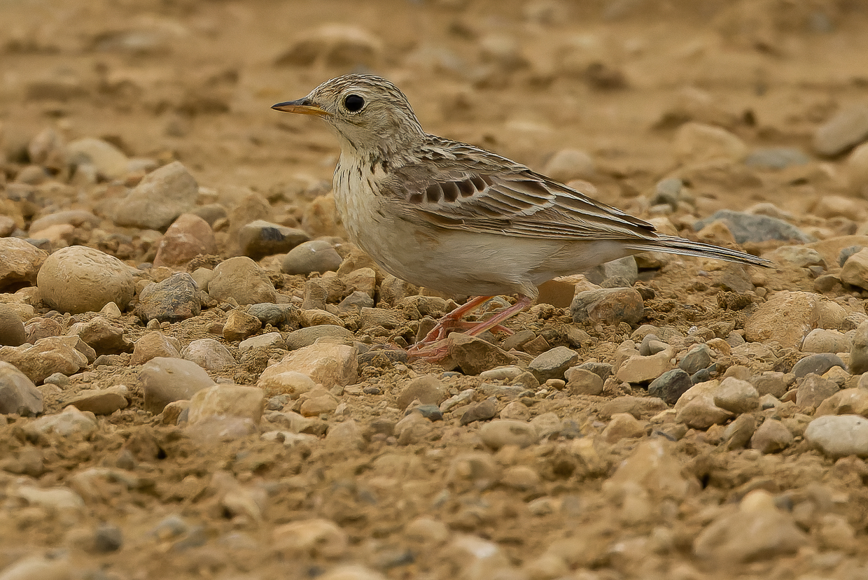 Sprague's Pipit